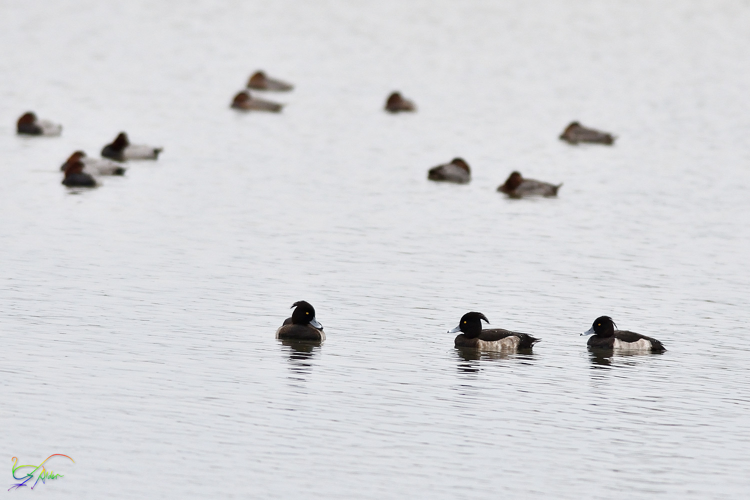 Tufted_Duck_4405