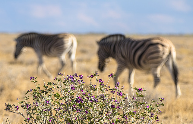 NAMIBIA & KRUGER por libre: 21 días Very WILD - Blogs de Africa Sur - Parque Nacional ETOSHA (22)