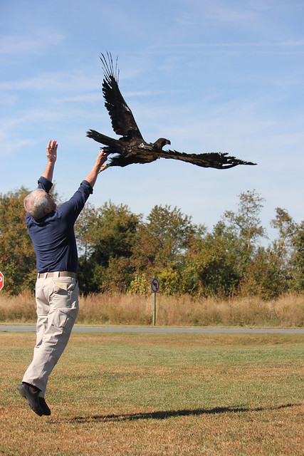 Bald Eagle #15-1312 flew off beautifully at Belle Isle State Park, Virginia.