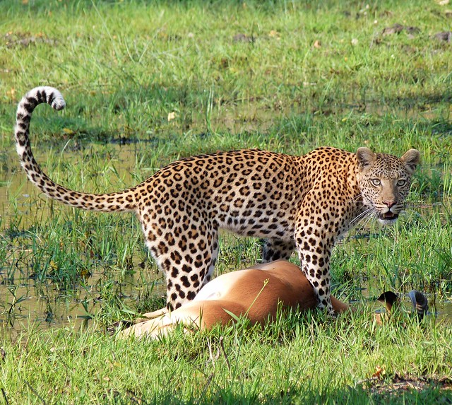 Leopardo en Moremi (Botswana)
