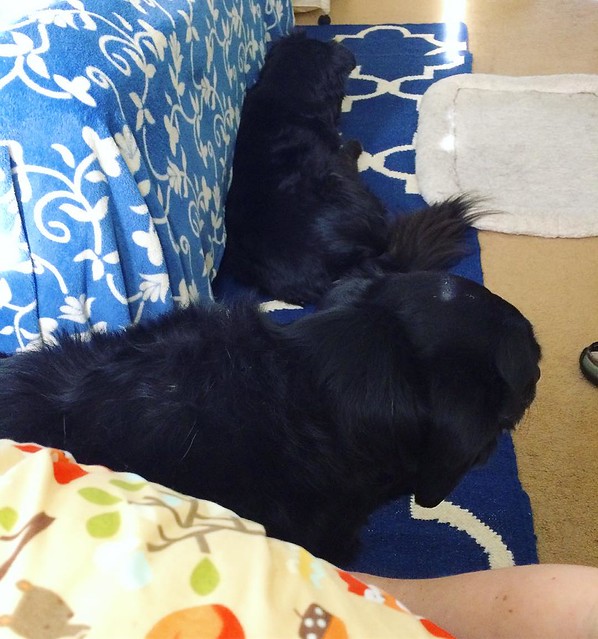 Breastfeeding watchdogs at work. They've been great with the new addition. Curious, but not too annoyed.