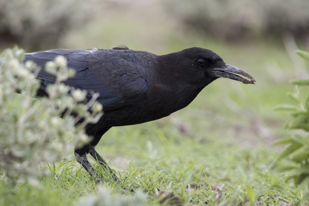 Cape Crow   Corvus Capensis