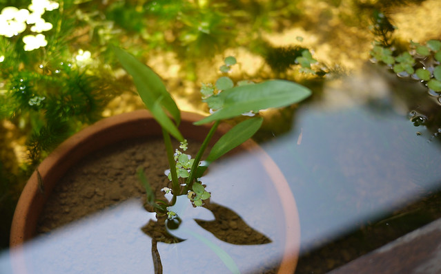 オモダカ ヤエオモダカ 沢瀉 クワイ ムカゴ ビオトープ 水生植物 Sagittaria trifolia Arrowhead Plant