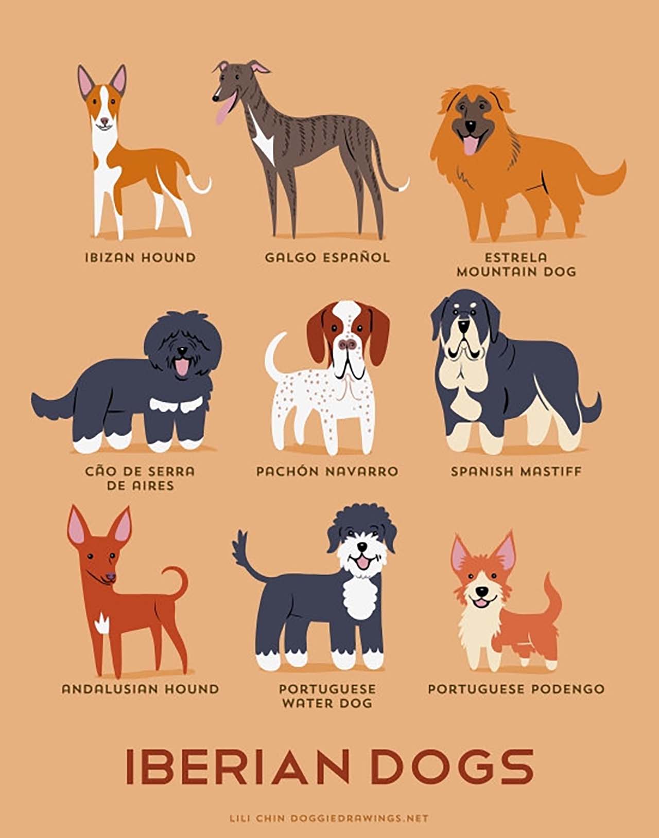 Origin Of Dogs: Cute Illustration By Lili Chin Show Where Dog Breeds Originating From #12: Iberian Dogs