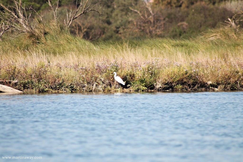 Birdwatching in Romagna: in barca fino a Foce Bevano