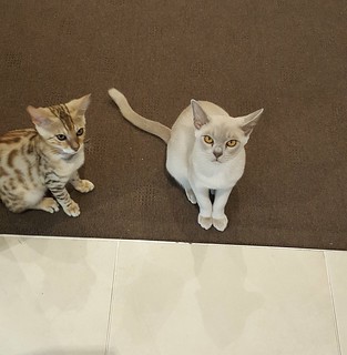 Two hungry kitties... (Sal looks like he's saying: 