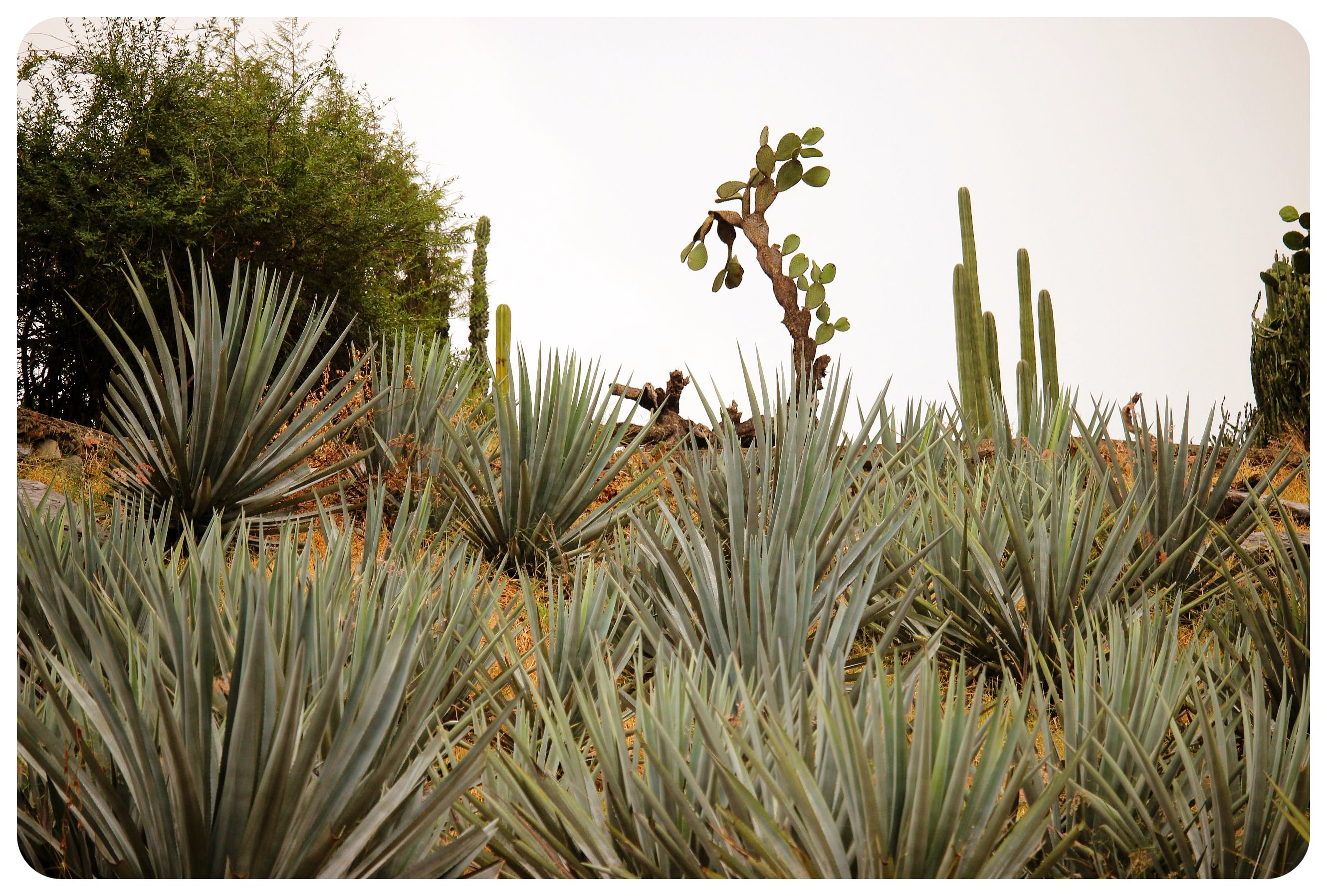 tequila agave field