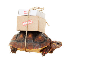 Turtle delivering mail