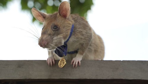 Dickin Medal winning Cambodian Landmine-detecting Rat