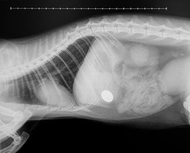 Kevin the cat x-ray