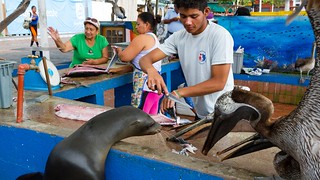 Galápagos Residents Barter