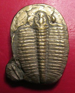 Trilobite coin