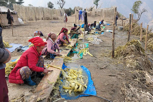 Harvesting Argeli in Nepal for make banknote paper
