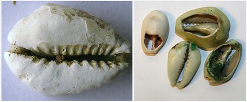 Maritime Sik Road Cowrie shell money composite