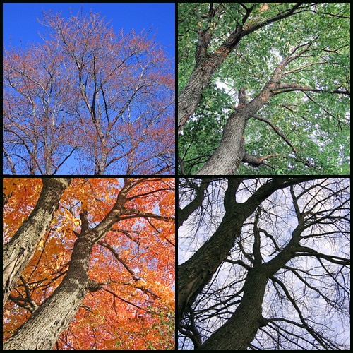 Spring, Summer, Fall, Winter | 1. Spring Tree, 2. Summer Tre… | Flickr