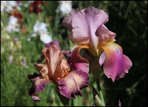 Iris rose - Flora [identification non terminée] 21194782421_f5a0fe968a