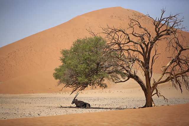 Desierto del Namib - NAMIBIA & KRUGER por libre: 21 días Very WILD (26)