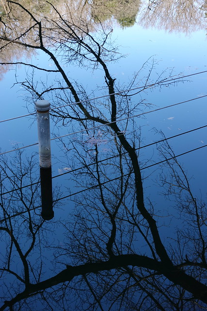 deep blue reflection auto crop  Inokashira park 07