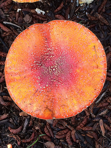 Amanita muscaria mushroom - IMG_0004