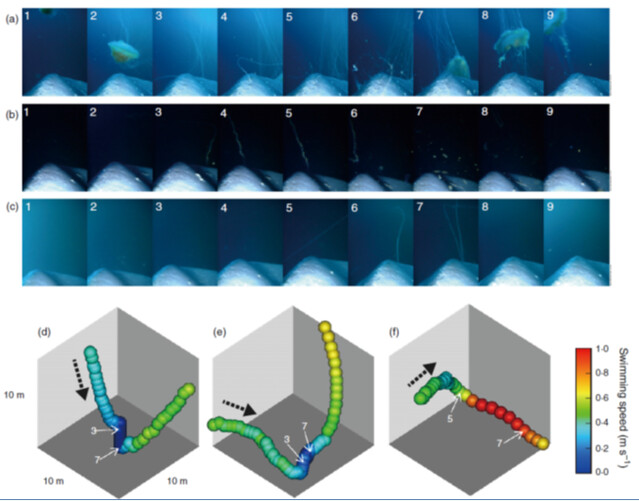 圖3. 曼波魚攝食的連續影像（間隔4秒）和覓食事件的3D路徑重建圖（顏色表示移動速度）。 (a, d) 照片中的水母為獅鬃水母Cyanea capillata，照片編號3到7是顯示曼波魚正在吃水母，照片8、9與3D路徑圖顯示曼波魚沒有將整隻水母吃完就停止。 (b, e) 照片中的水母為管水母Praya sp.，照片編號3到7是顯示曼波魚正在吃水母。 (c, f) 照片中的水母為管水母Apolemia sp.，照片編號3到7是顯示曼波魚正在吃水母。圖片出自：Itsumi Nakamura et. al., 2015 學術論文。
