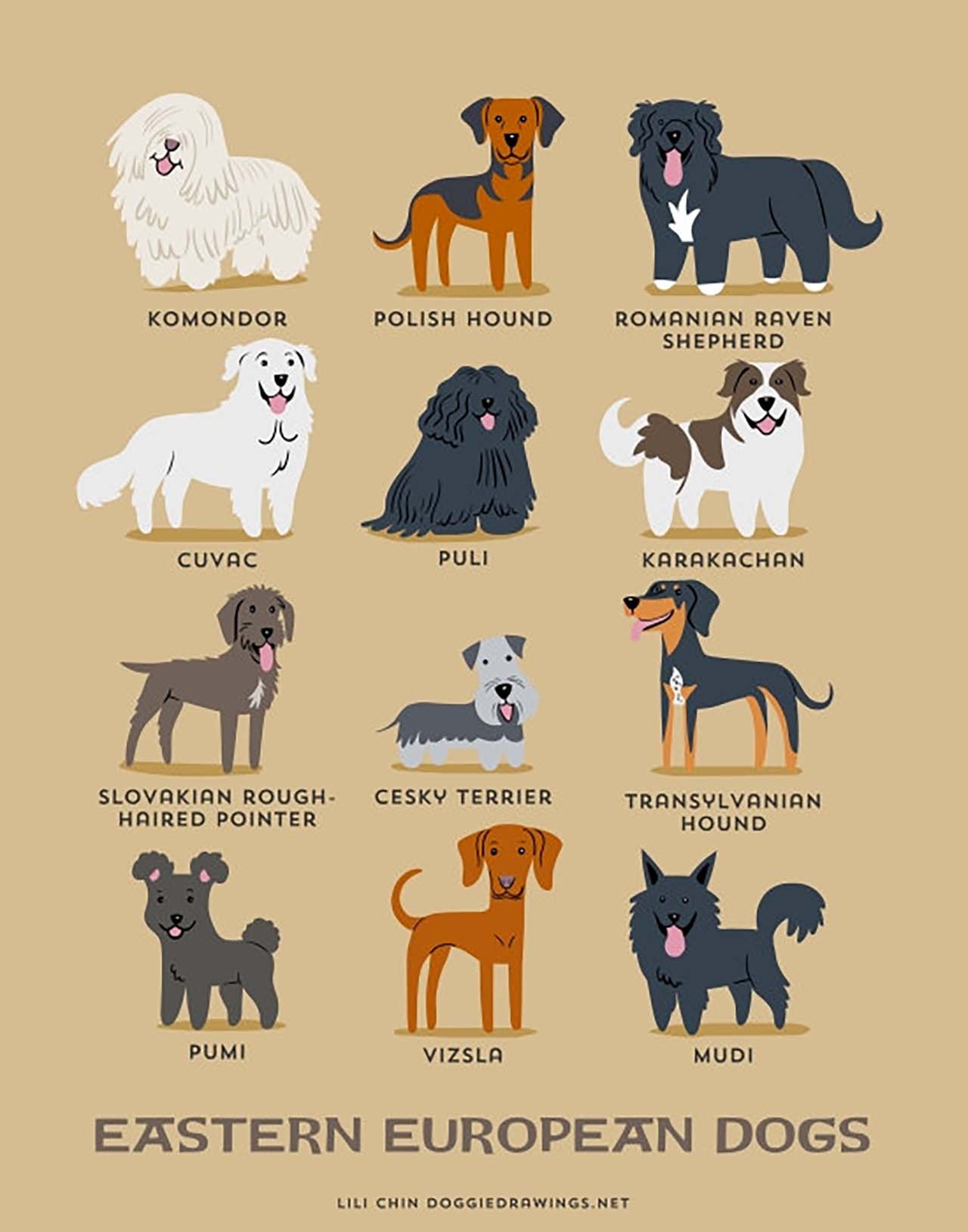 Origin Of Dogs: Cute Illustration By Lili Chin Show Where Dog Breeds Originating From #7: Eastern European Dogs