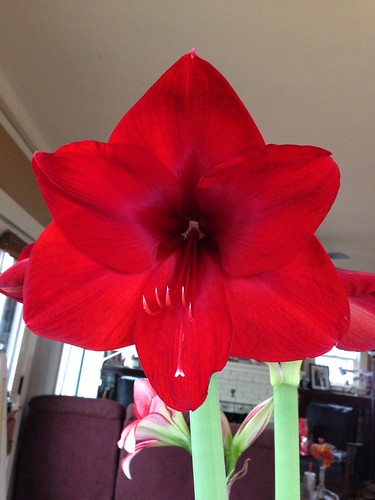 Not-Hercules amaryllis. Another mislabel.