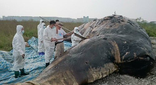 目前解剖完成，已將鯨身就地掩埋，展開製作標本流程，粗估半年才能完成；做成標本後也將供民眾參觀。圖片擷取成大海洋生物及鯨豚研究中心。