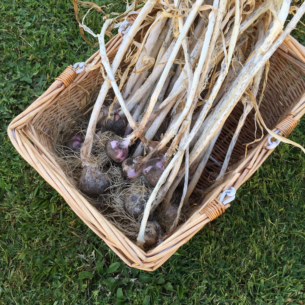 cane basket full of freshly picked home grown garlic