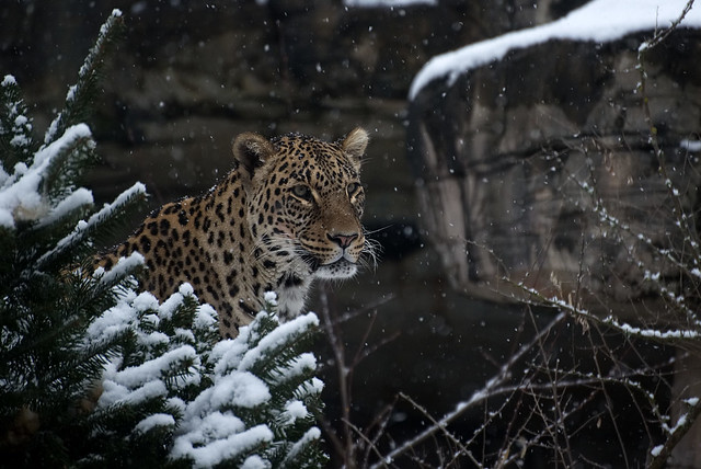 Persischer Leopard im Tierpark Dälhölzli