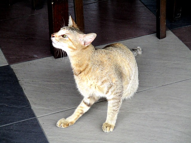 cabeijo stray cat