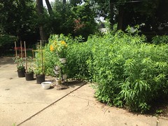 tall coreopsis plants in our backyard, during the summer of 2014.
