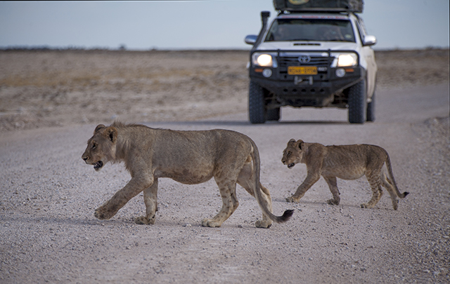 NAMIBIA & KRUGER por libre: 21 días Very WILD - Blogs de Africa Sur - Parque Nacional ETOSHA (15)