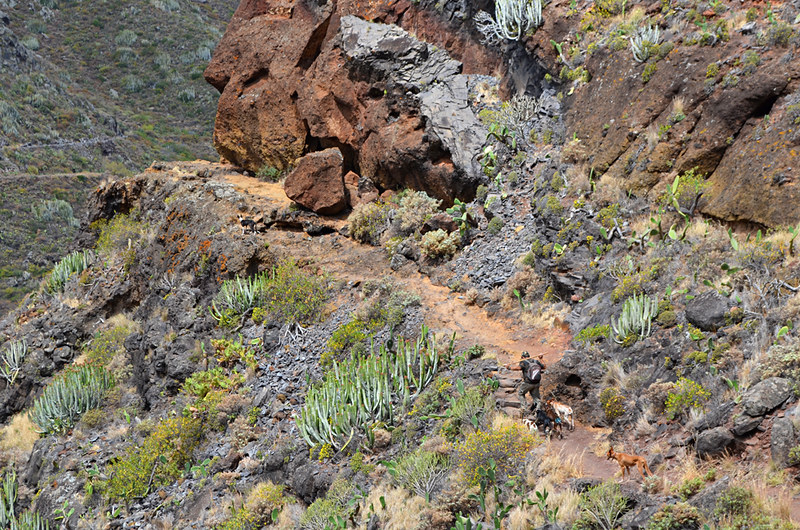 experienced walker, Hunter and dogs, Anaga, Tenerife