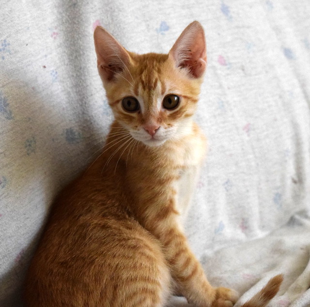 Kuga, gatito naranja ojos miel nacido en Julio´15, en adopción. Valencia. ADOPTADO. 21474371839_299a14934f_z