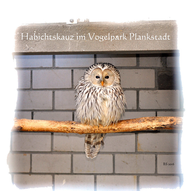 Plankstadt bei Heidelberg ... kleiner Vogelpark ... Habichtskauz ... Fotos: Brigitte Stolle, Dezember 2016