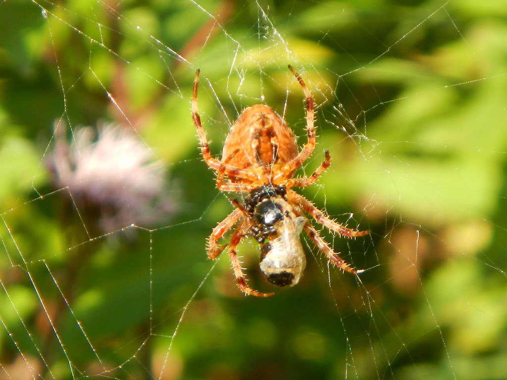 Image result for cross orb weaver