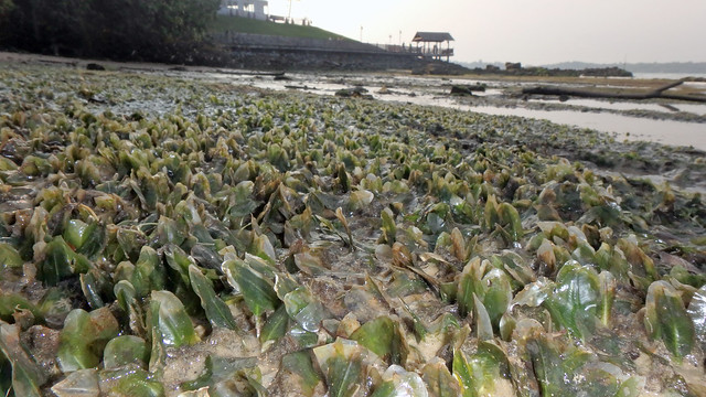 Seagrasses 'bleaching' at Changi Creek after oil spill