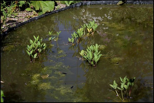 Menyanthes trifolium - ményanthe trifolié, trèfle d'eau 22546231485_67f766b936
