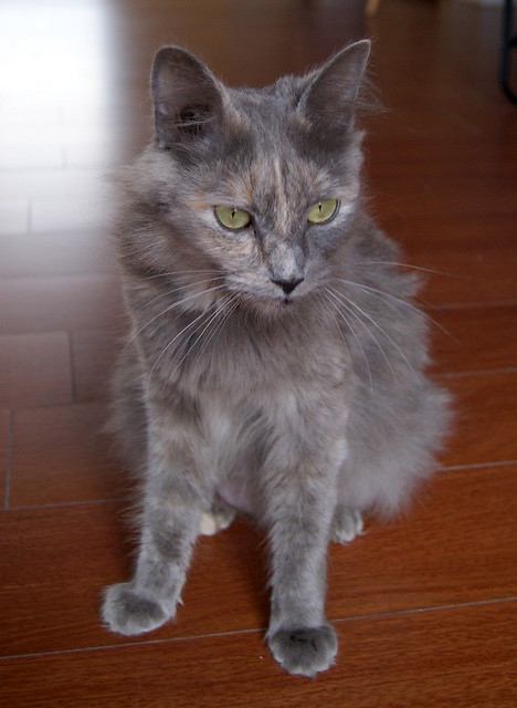 Suzanne, gata Carey Azul de pelo largo esterilizada buenísima y muy dulce nacida en Enero´17, en adopción. Valencia. ADOPTADA. 40307846074_bc6e046250_z
