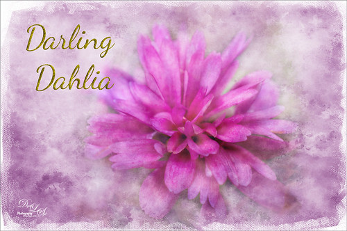 Image of a pink dahlia flower