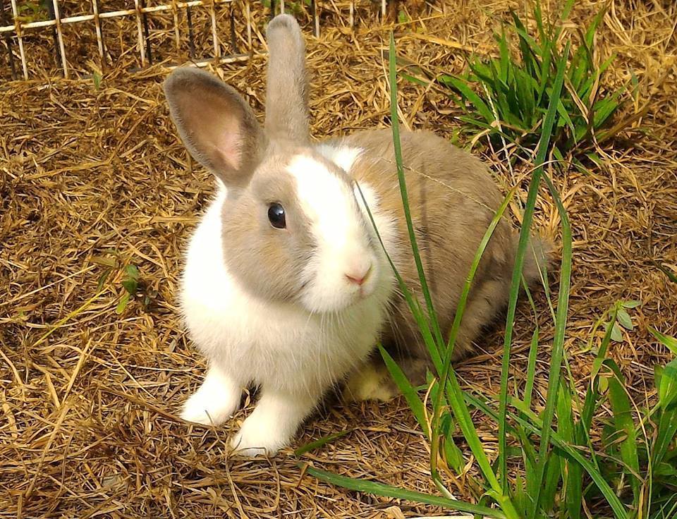 挺挺動物小學堂】愛吃愛拉愛掉毛飼養兔子沒那麼簡單| 環境資訊中心