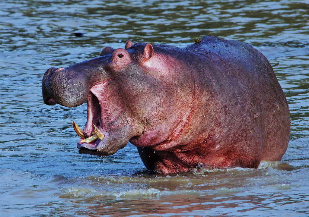 Risultati immagini per Hippopotamus amphibius