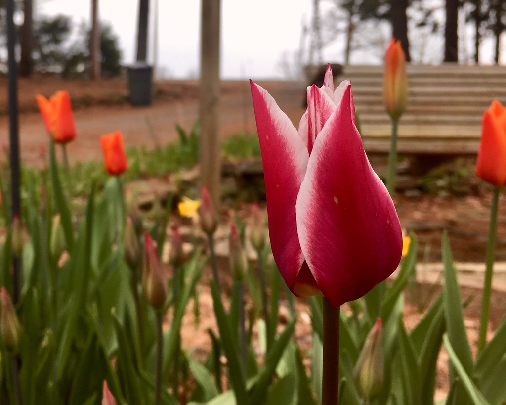 Tulips blooming in west-central Arkansas, March 25, 2018 (Apple iPhone 6s)
