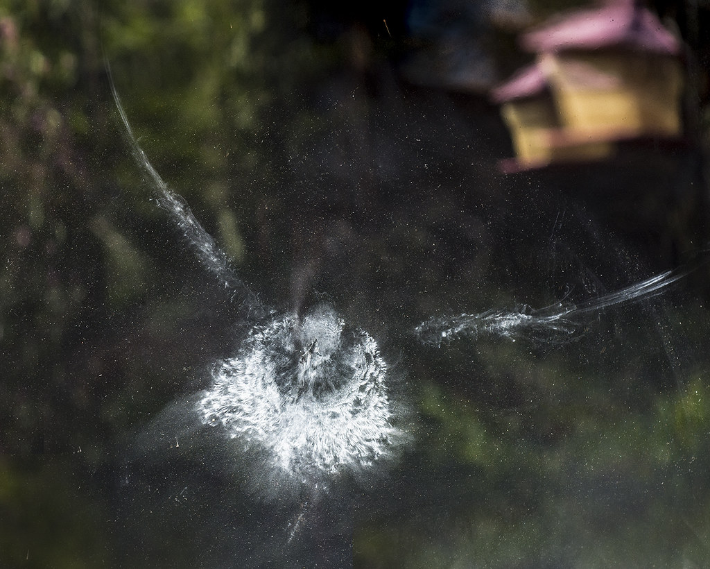 撞上窗戶的鳥印。圖片來源：Bill Gracey（CC BY-NC-ND 2.0）