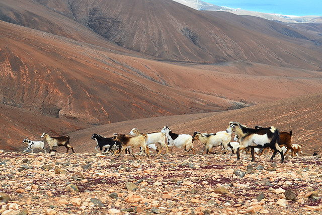 Goats, Fuerteventura