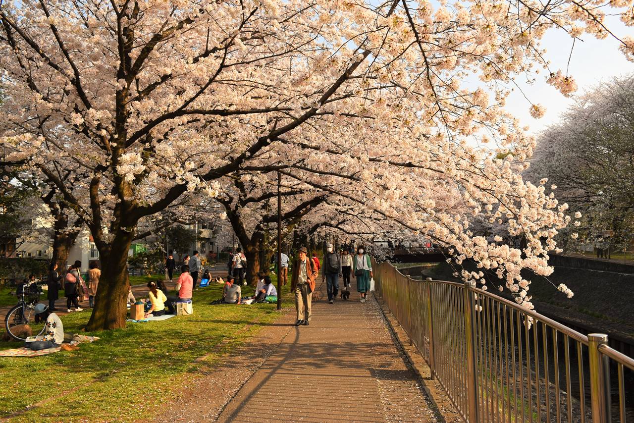 善福寺川緑地の桜並木