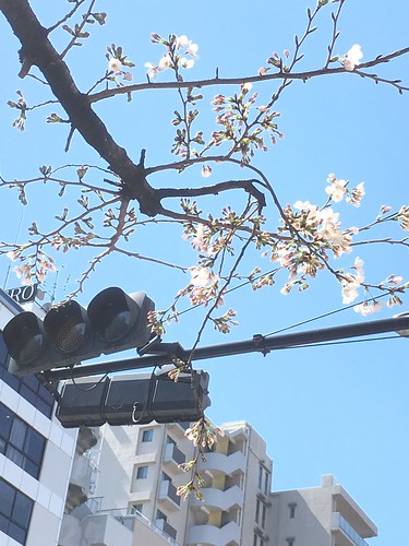 桜が咲いてます 2018.3.17