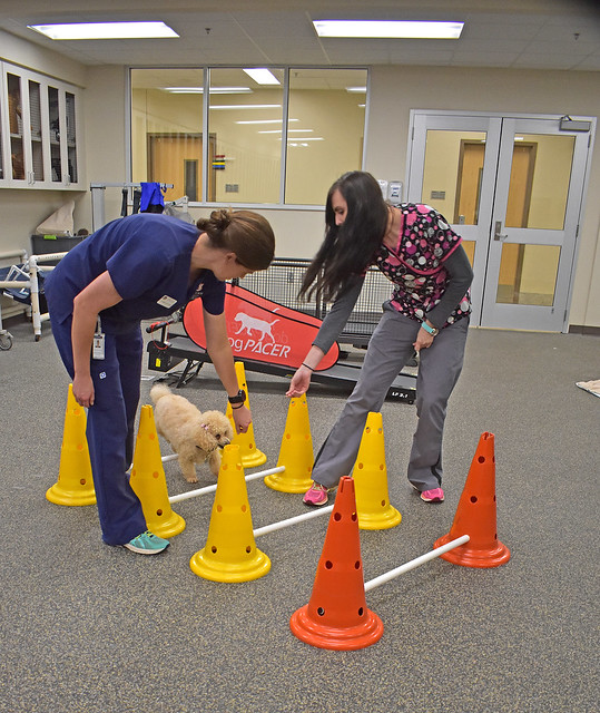 Canine rehabilitation practitioner Liz Hodson and Stephanie Siegwald, a fourth-year veterinary student and Poochie’s adoptive owner, take the poodle through some exercise routines