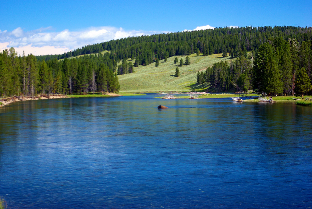 Buffalo crossing river at Nez Perce Ford, Yellowstone River, Yellowstone National Park, Wyoming, August 7, 2010 (Pentax K10D)