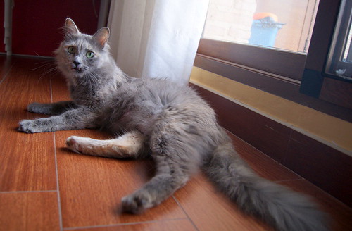 Suzanne, gata Carey Azul de pelo largo esterilizada buenísima y muy dulce nacida en Enero´17, en adopción. Valencia. ADOPTADA. 39207901690_95459ec75d